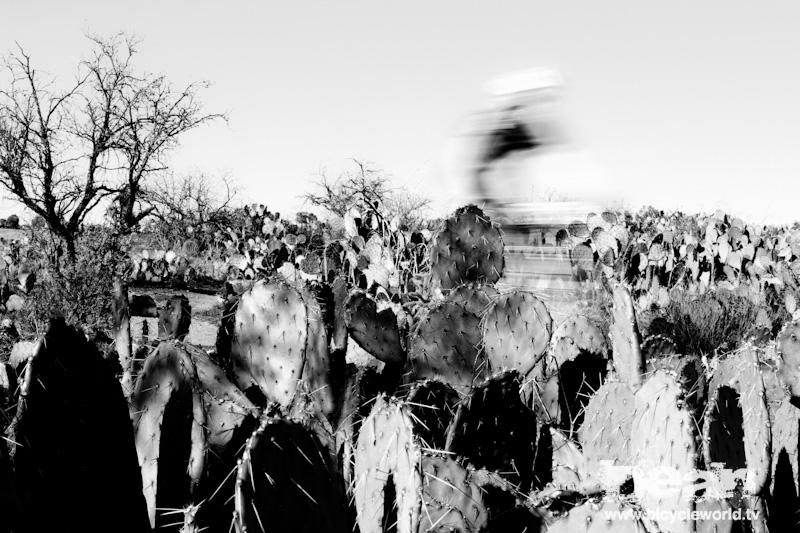 bluring cactus on the old pueblo